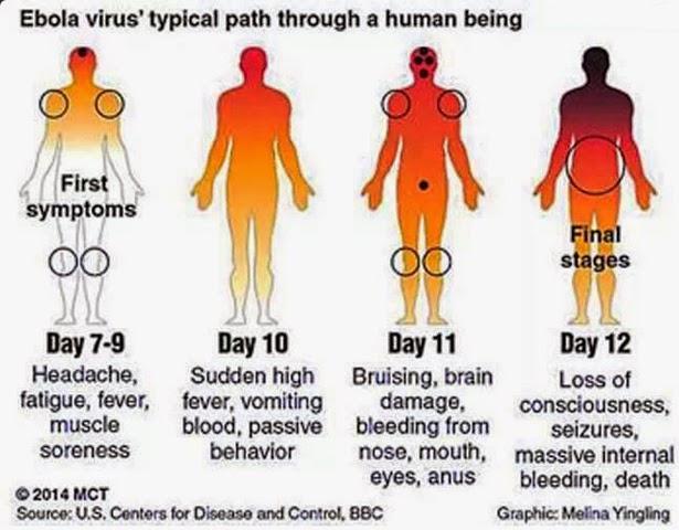 ebola3 path through body